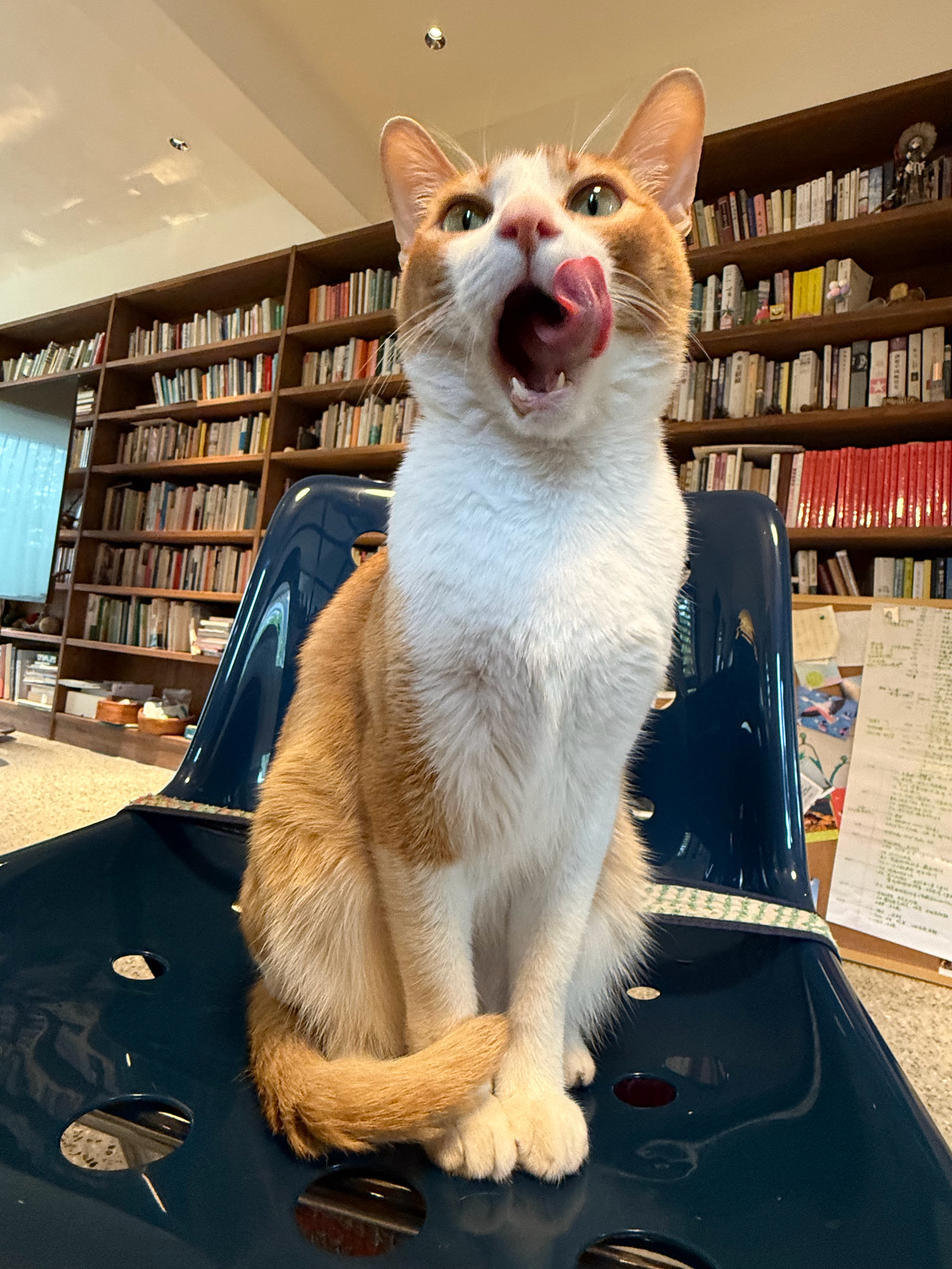 🐈：“超香超香，我妈妈炒的新洋芋超香 