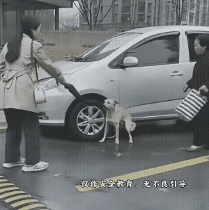 女子急着喊“别动”，大妈立马炸毛指责“虐狗”，下一秒手指就被小狗狠狠咬住，那句“