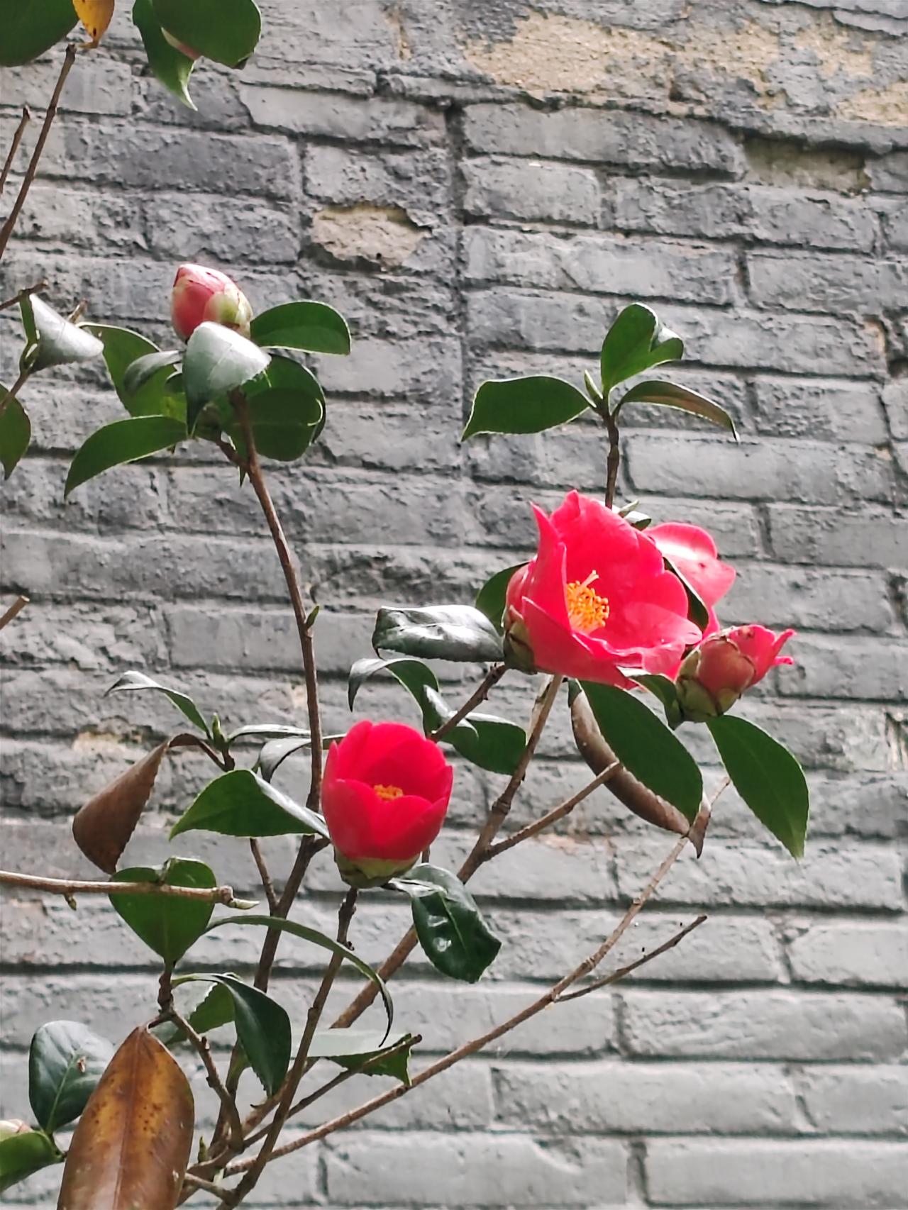 春日生活打卡季《山茶花》茶花多是南方有，家乡却是很少闻。公园偶遇得珍贵，拾得容颜