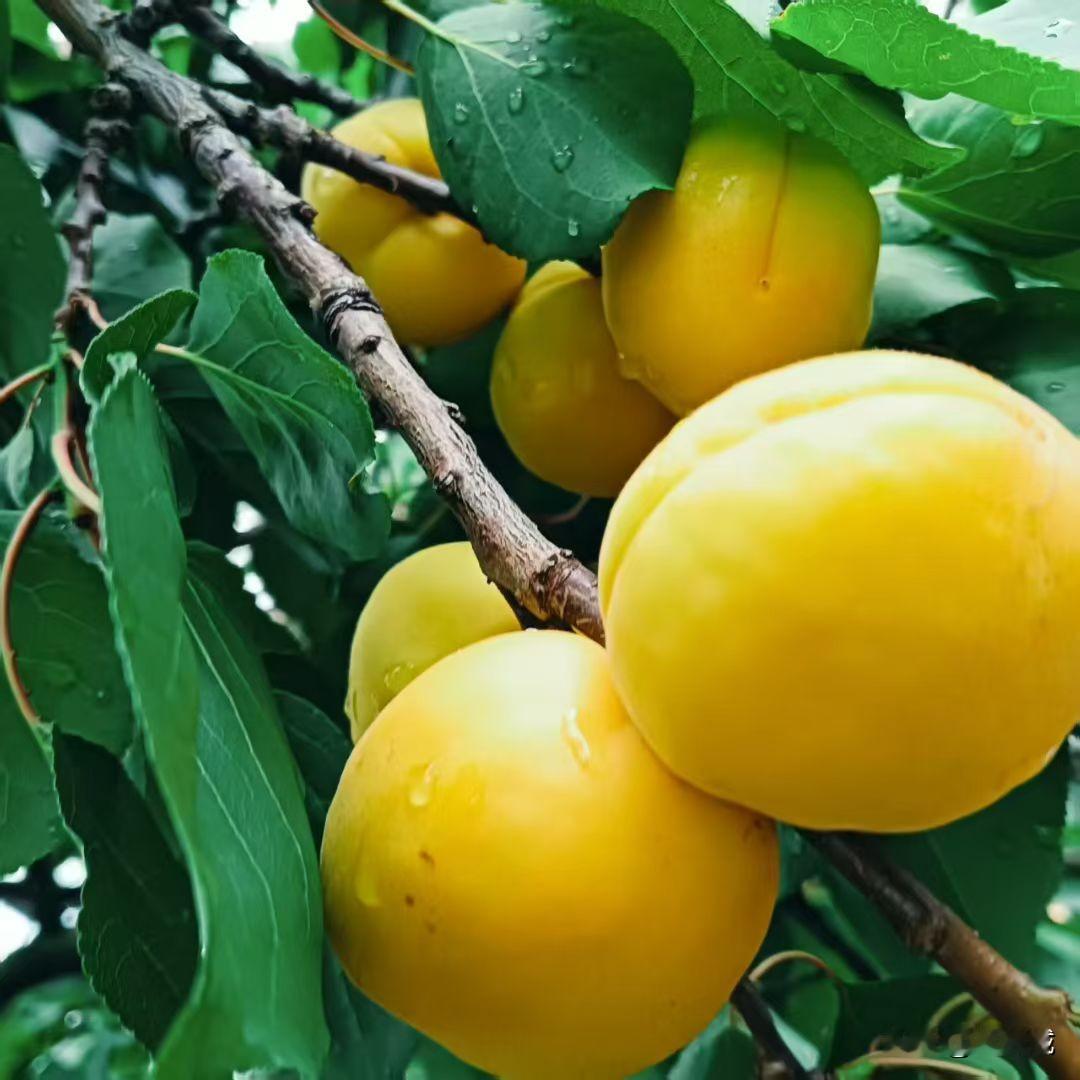 居然有网友求问哪里能看曾医生17分钟的鱼水之欢视频，果然还是有好人给分享了看视频