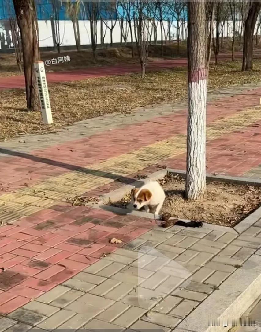 工地老板弄出来的一窝小奶狗，全部被冻死，狗妈妈虽知道自己的宝宝以今被冻死了，可它