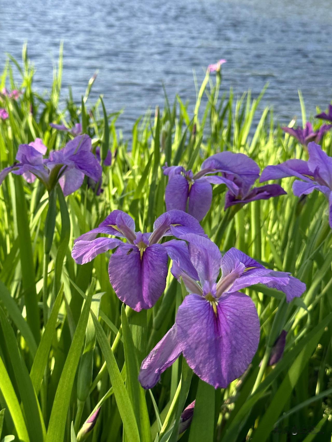 五一哪哪都是人，家门口的小公园也得错峰[捂脸]。玉蝉花（又名花菖蒲）开的真旺盛。