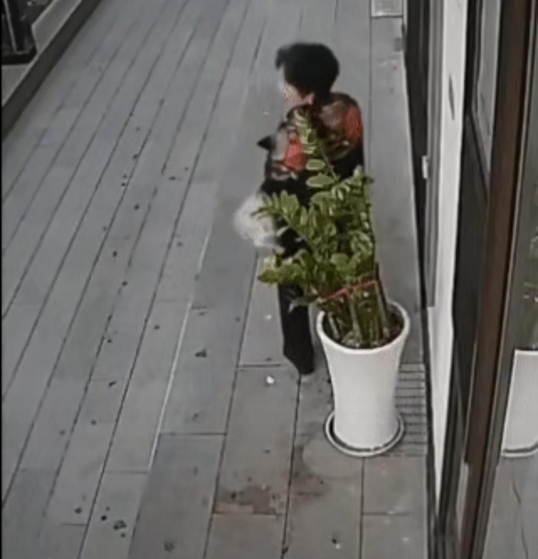 无辜的花盆，破碎在大妈的脚下。
      图中的大妈，看体态约有70多岁，穿戴