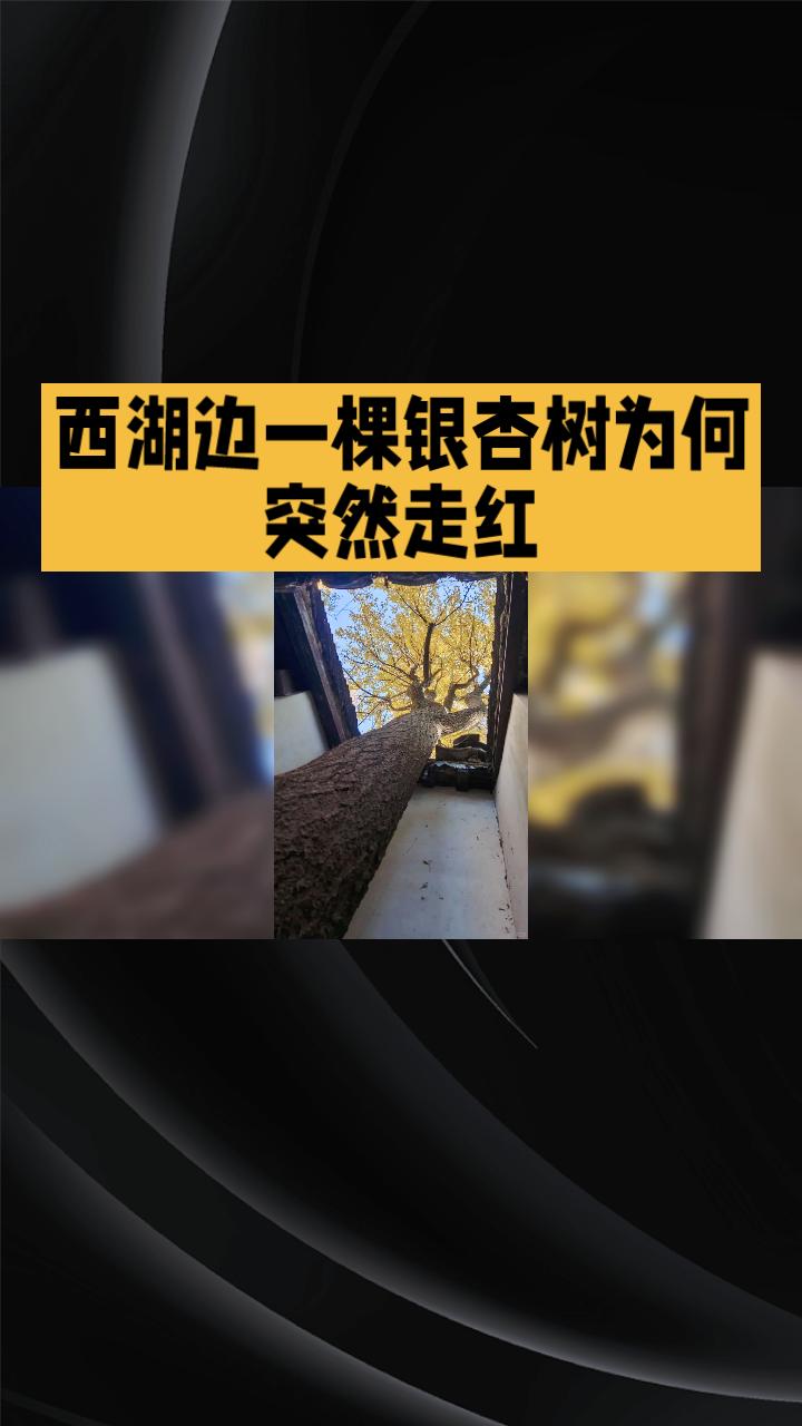 西湖边一棵银杏树为何突然走红？第一个发现独特角度的人堪称摄影界的天才！
在杭州西
