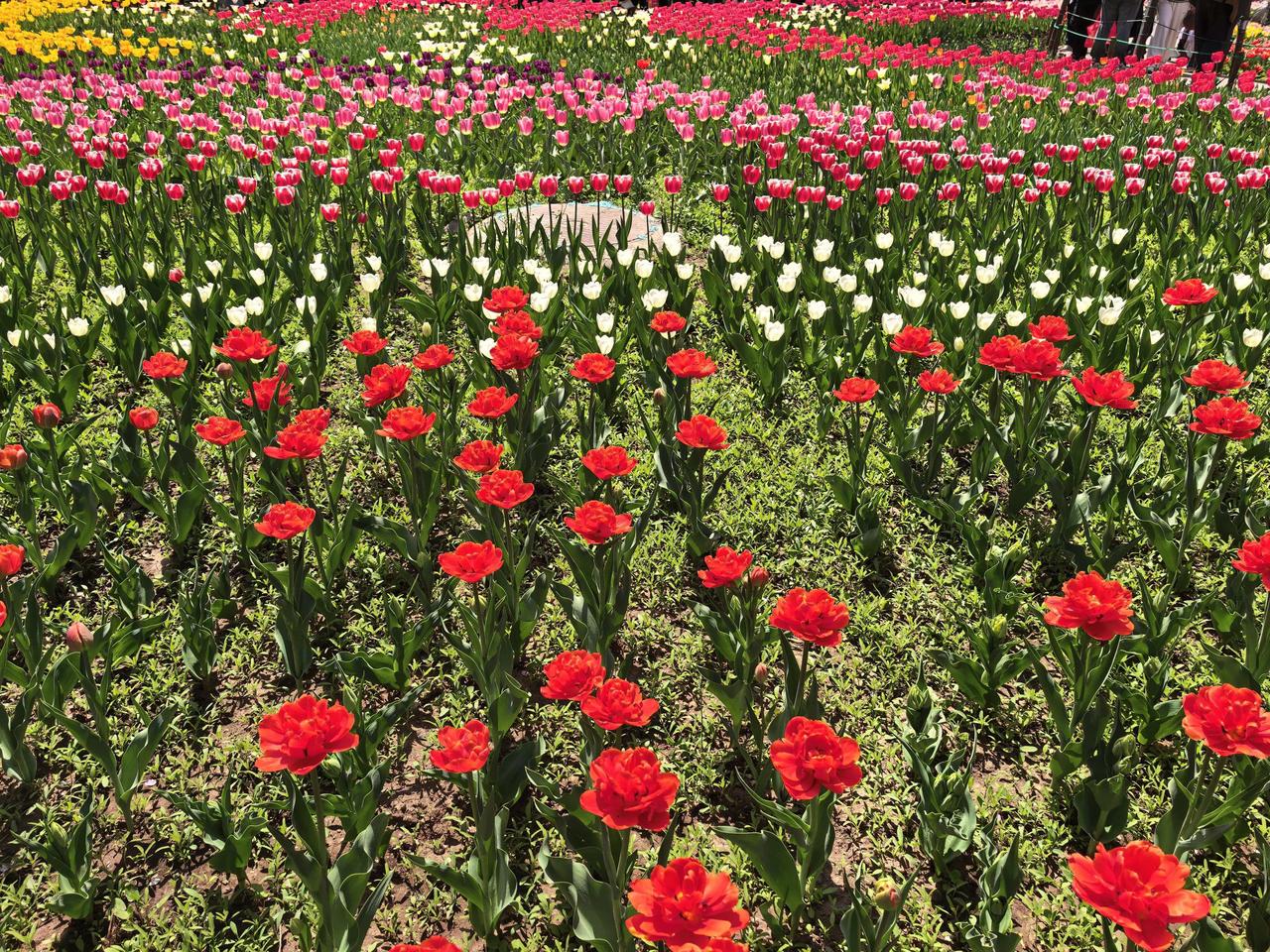 春暖花开，来日可期，风吹来已经是春天的味道啦，花香鸟语，花香四溢，美好的一天一眼