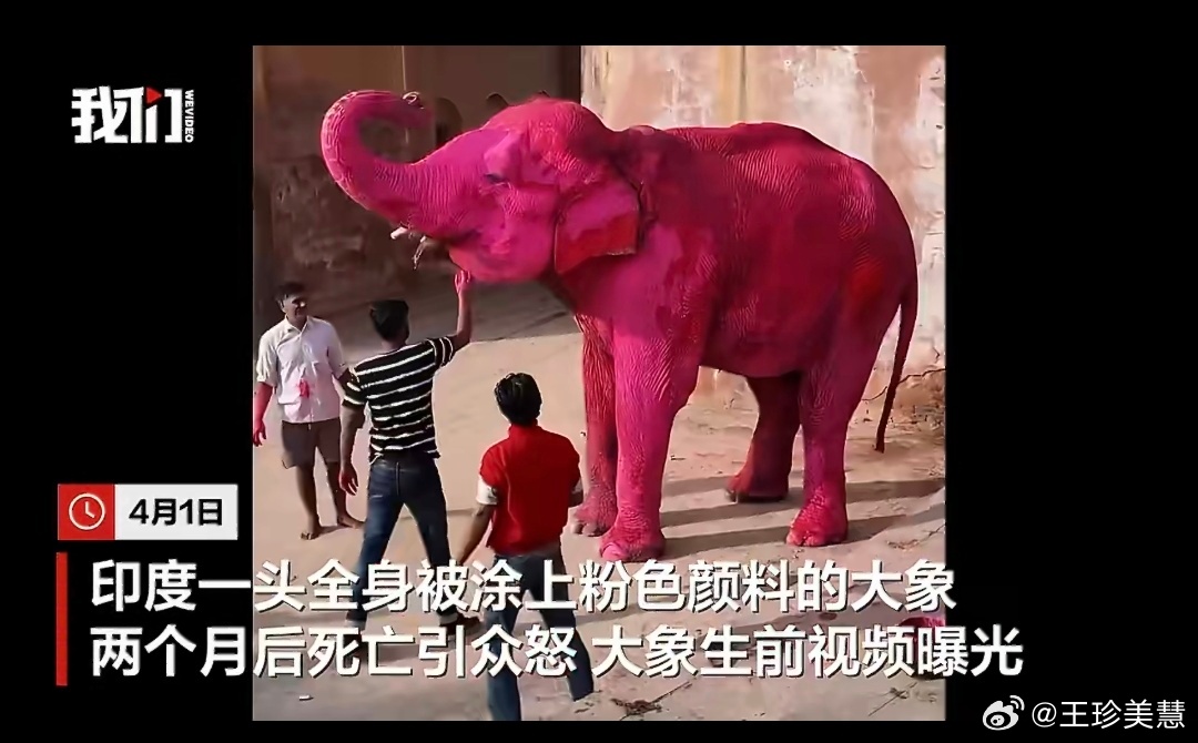 印度65岁大象死亡生前被涂粉色颜料真要这效果直接AI把视频里的人和大象全部换成粉