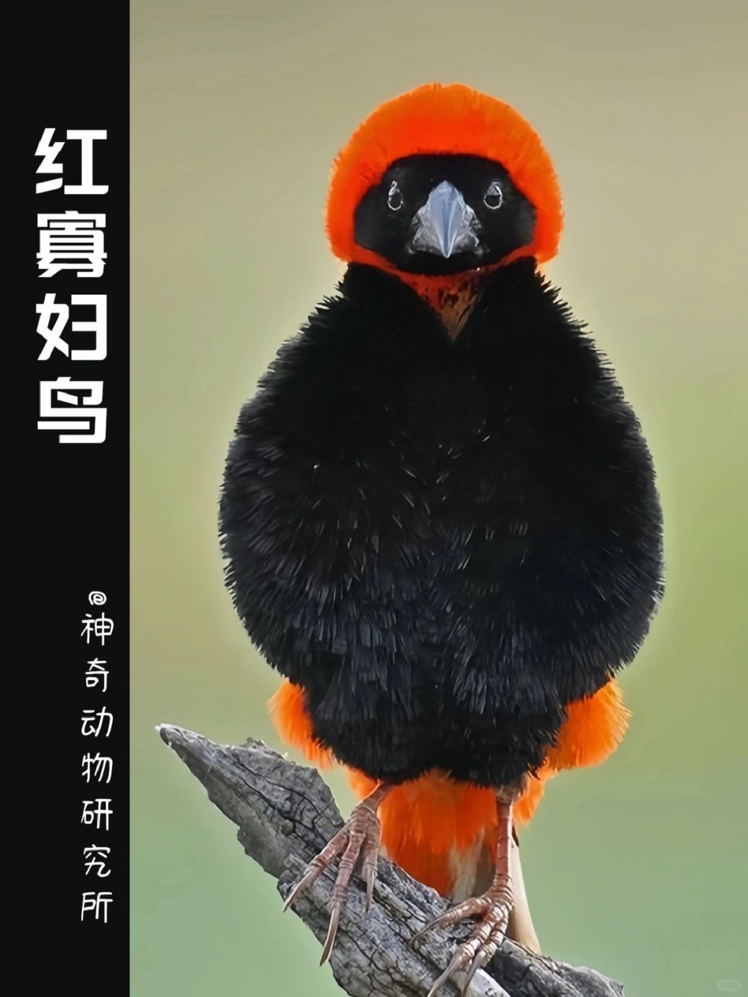每天了解一种趣味动物👀红寡妇鸟
