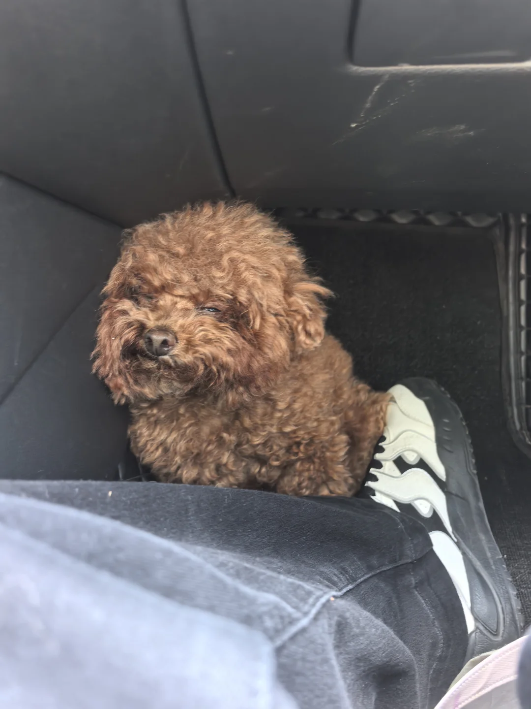 回家狗的108个姿势