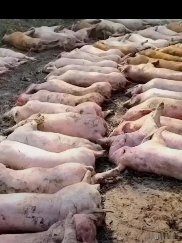 肉联厂门口堆死猪，7人被抓!食品安全容不得半点侥幸。刷到广东罗定肉联厂门口堆着大