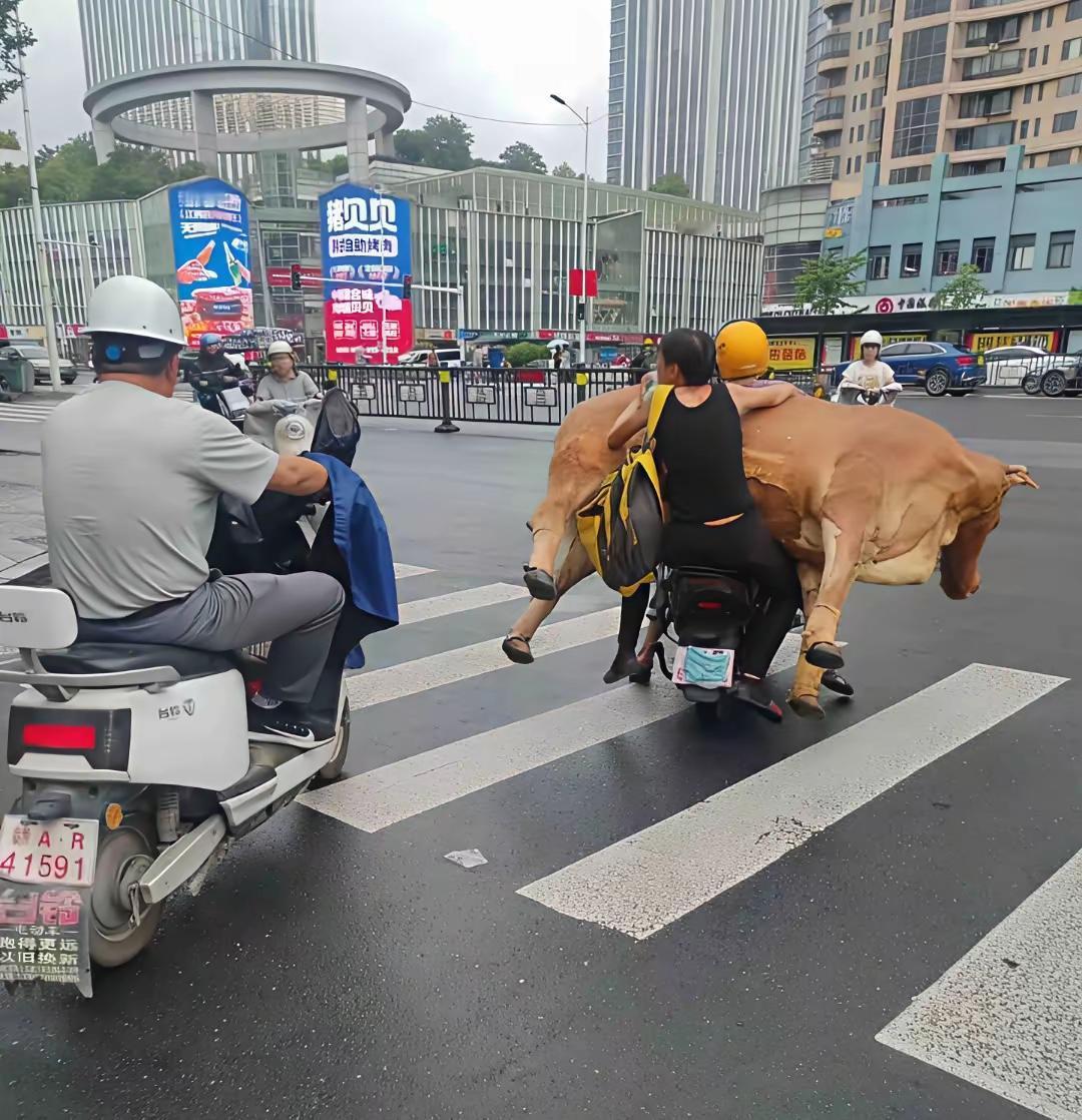 这是假的吧，那有这么大的牛能放在电动车上呢？大家说对吗？