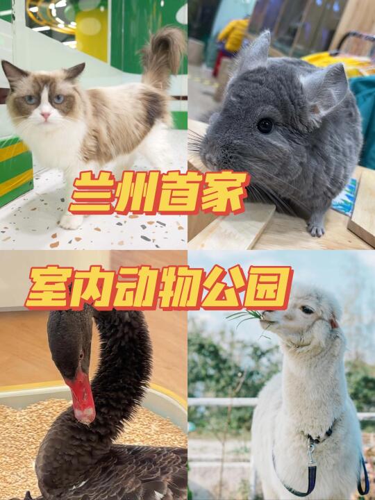 兰州首家室内动物园来啦！7.4开业必冲🐘