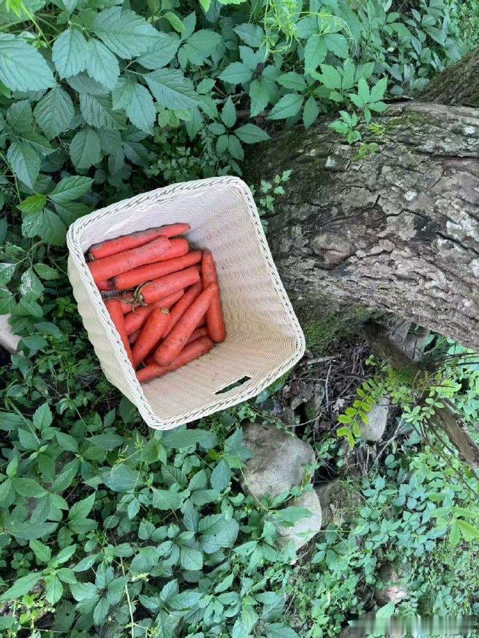 王俊凯晒一萝筐胡萝卜王俊凯摘了一筐胡萝卜 ​​​王俊凯晒一萝筐胡萝卜 ​​​