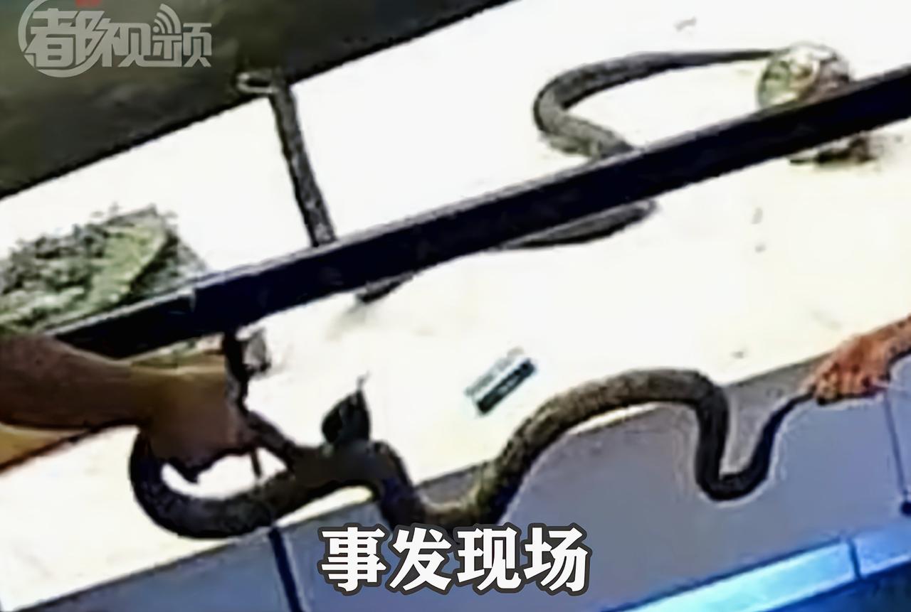 北京海淀，一位爸爸带着自家两个小孩，去国家动物博物馆看动物标本，本来是带孩子长长