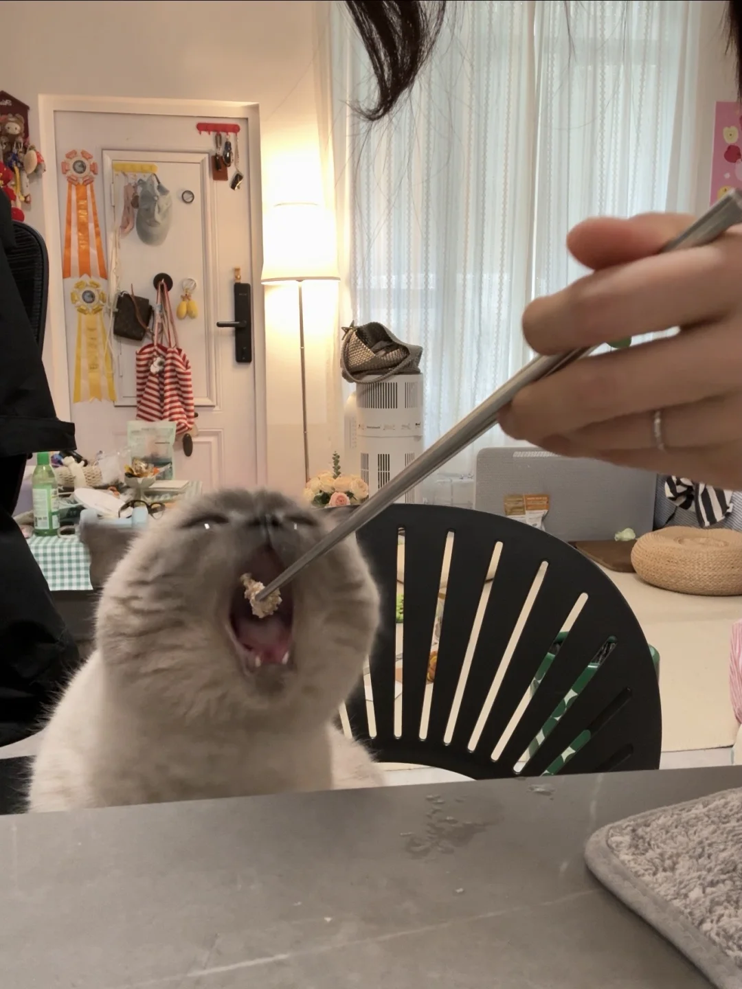 谁家小猫这么张嘴吃饭🥹