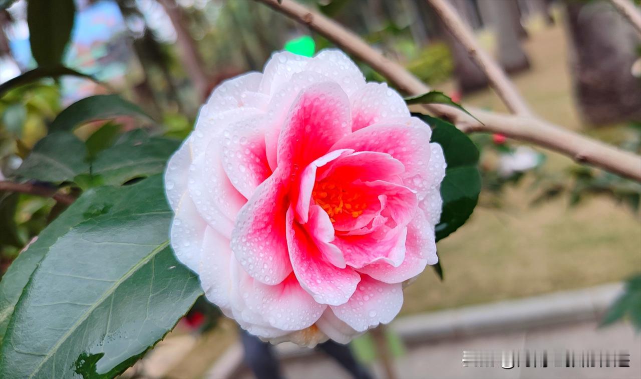 南宁金花茶公园的茶花五彩缤纷，太养眼了！我已连续十多年春节前后前往观赏，一年不落
