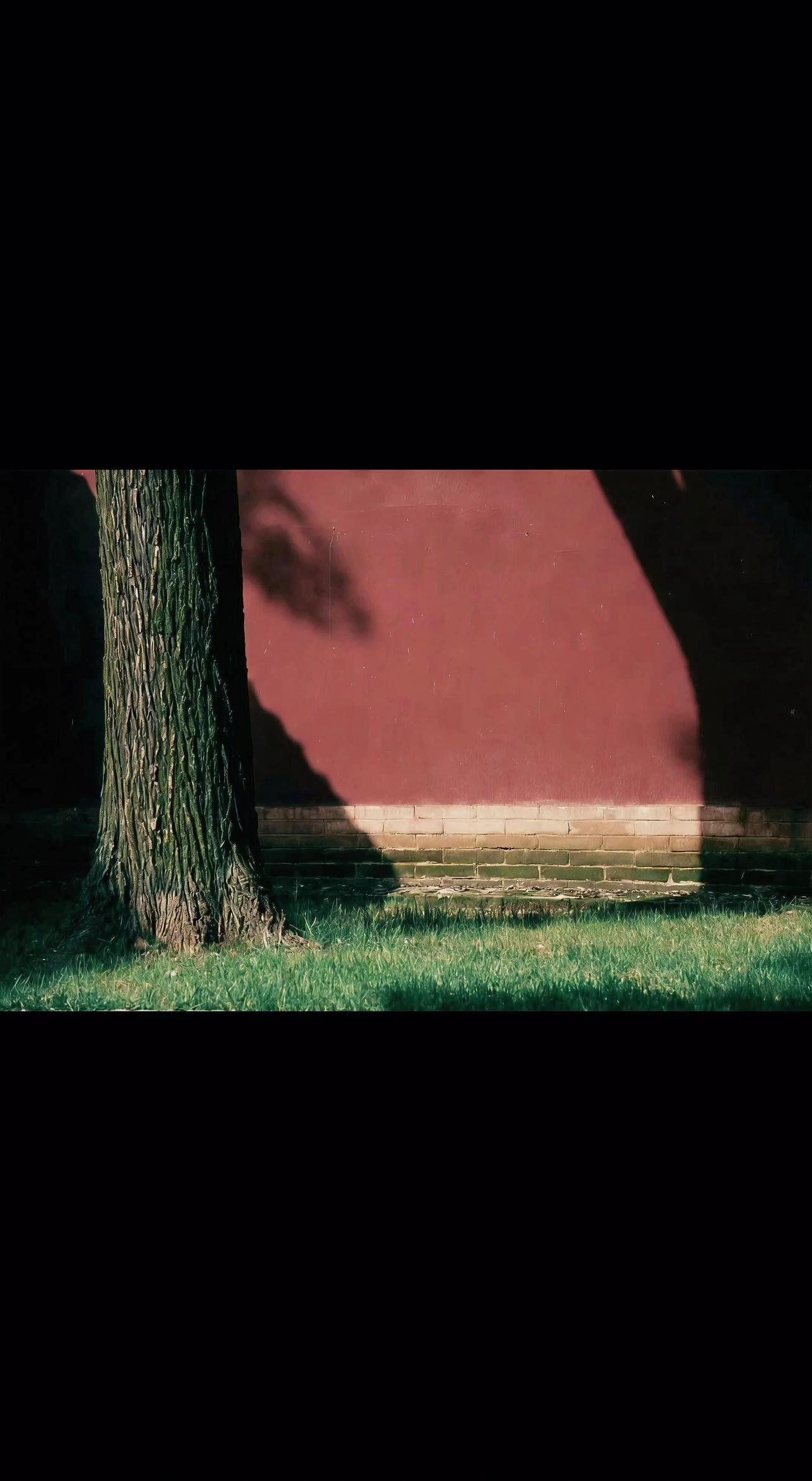 🌿红墙是凝固的时光，老树把影子绣成青苔的诗。光与影的对弈，藏着千年的呼吸☁️