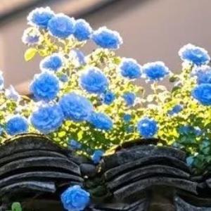 人生感悟 这一生、总要学会和自己的情绪握手言和吧！心里那点疙瘩就像辣椒籽、皱个眉