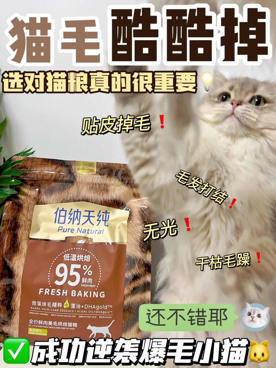早知道藻油猫粮效果这么好，我家喵还掉毛吗