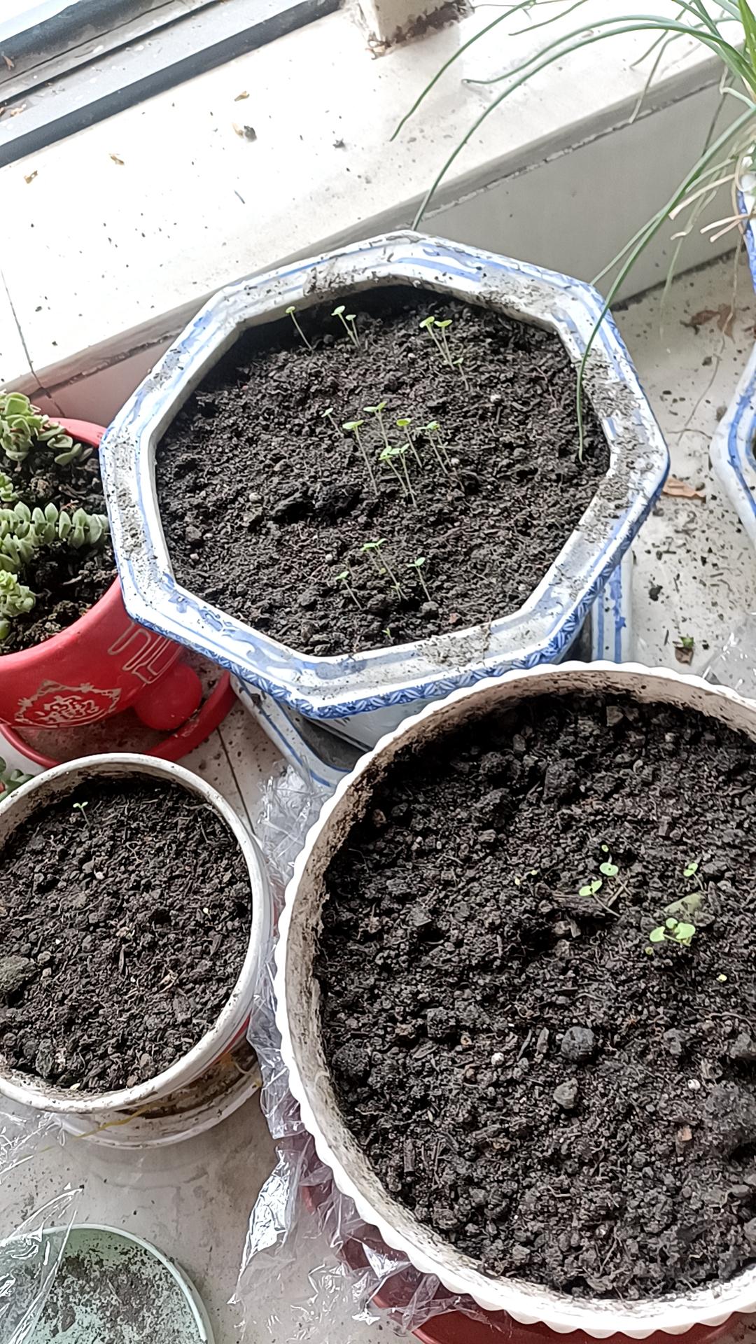 发一张你相册最近拍的花种子养了几天薄荷苗