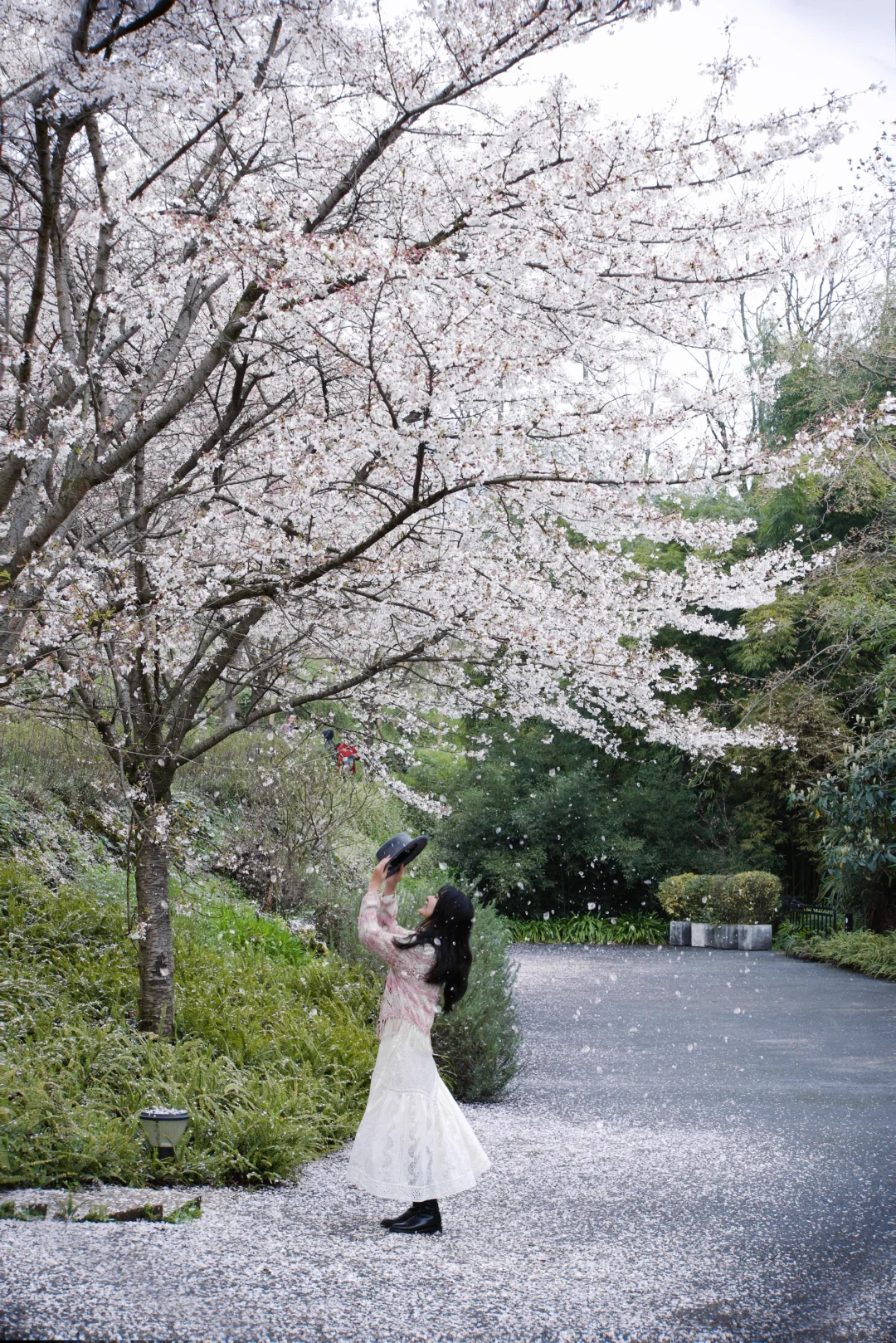 落英缤纷 没赶上樱花大道的盛花期 明年再来