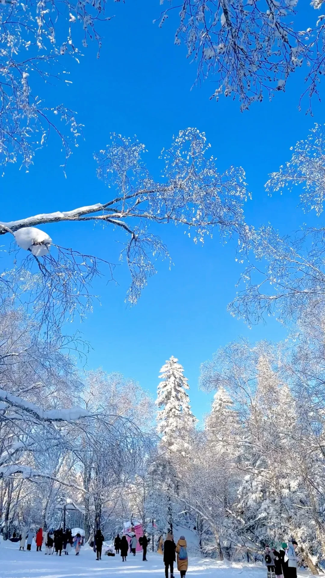 这是live的意义，南方小土豆被雪岭震撼到了