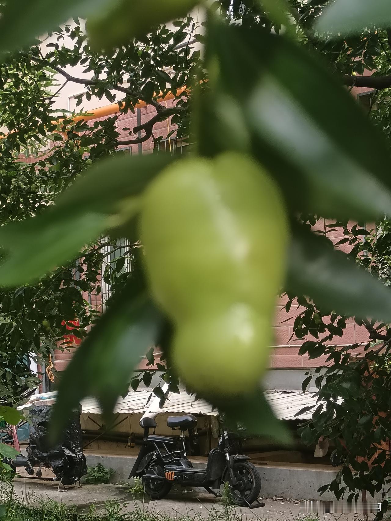 这是传说中的人身果，还是花生长成树了，这一个个小葫芦挂满枝头，让人心里一喜！