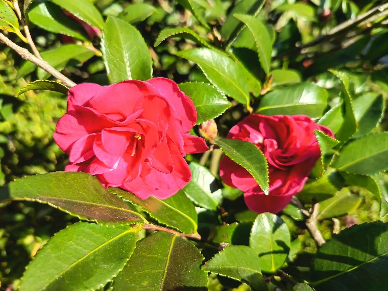 中午在公园散步，大老远就看到这山茶花，阳光一晒，这株山茶开得也太热烈了吧！
 