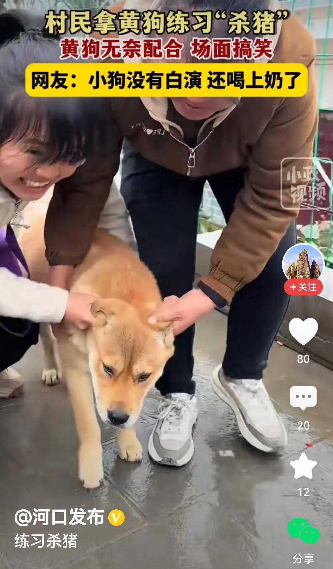 场面搞笑
是的，这不快过年了嘛！几个村民想重温一下以往杀猪时的热闹场面，便拿着杀