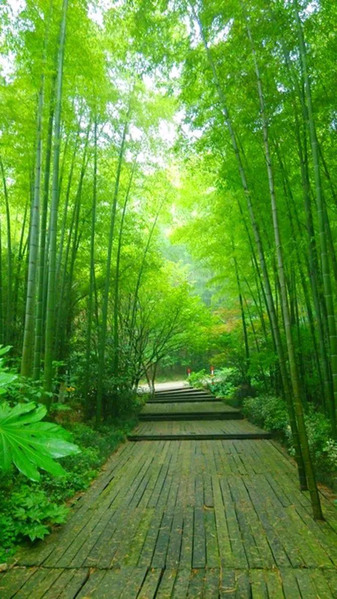 清泉淙淙流
白云闲悠悠
独坐林深处
高歌信天游