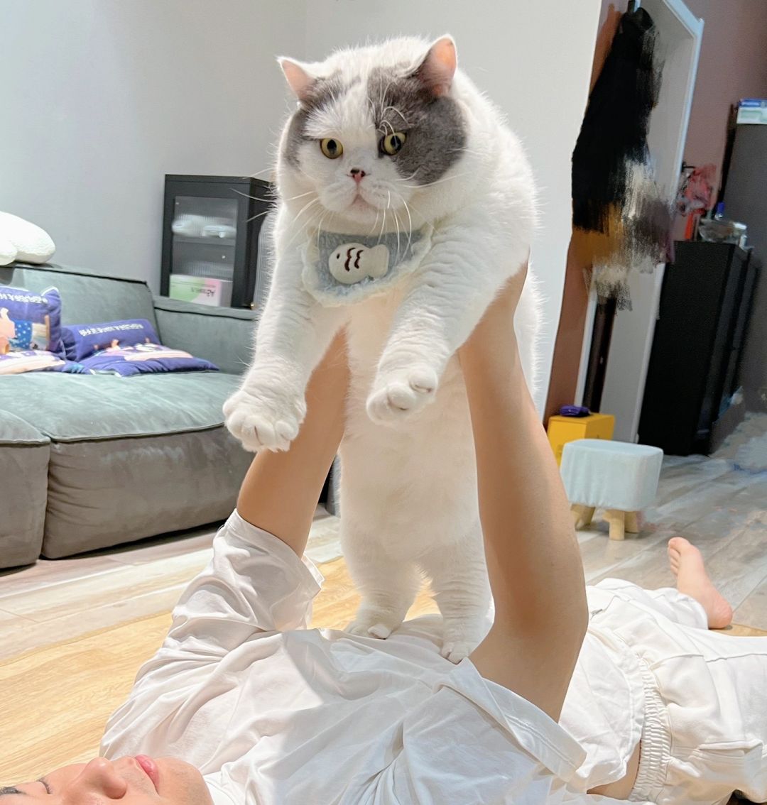 大脸猫大脸猫爱吃鱼，喵咪咪