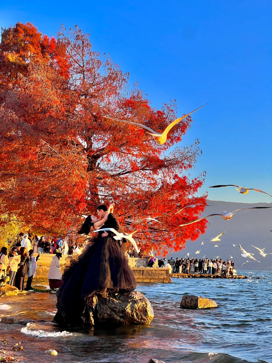 离开大理前去洱海看一场日出吧🕊️12.1实拍