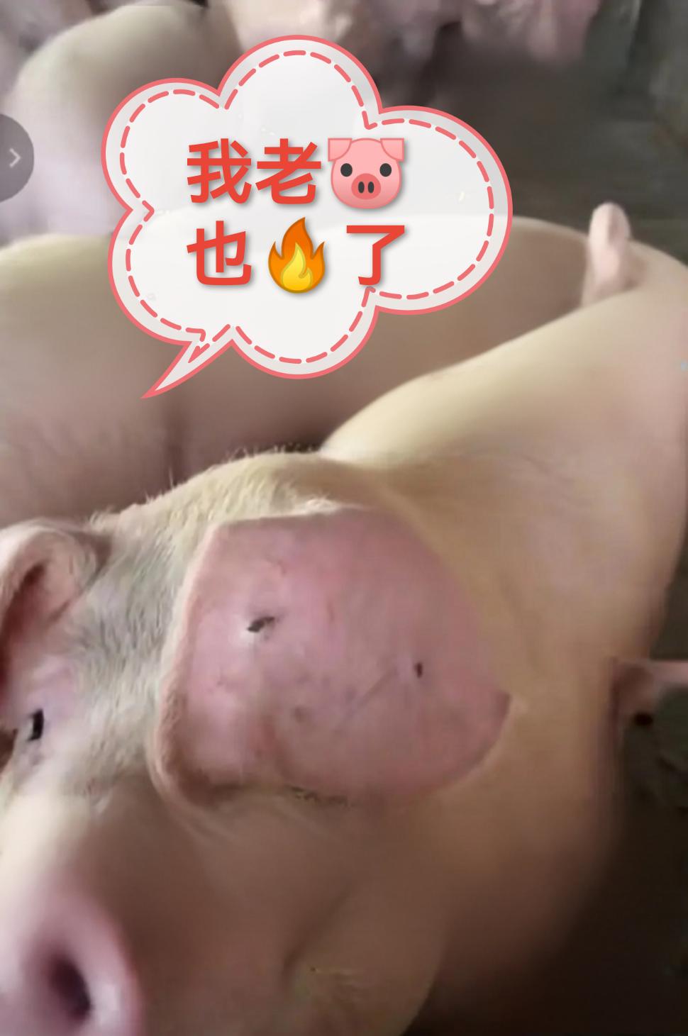 今年过年猪肉会不会涨价呀？养猪的可能要赚翻了？继重庆合川呆呆杀猪宴爆火后，湖南株