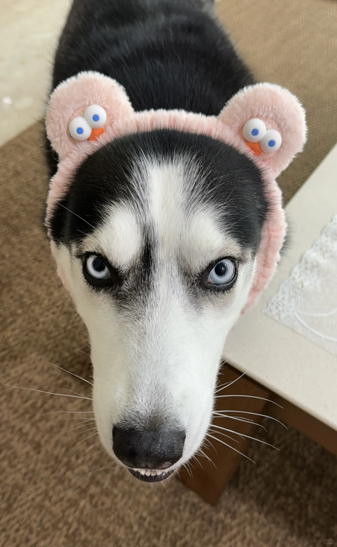 这个车座子还怪好看的嘞