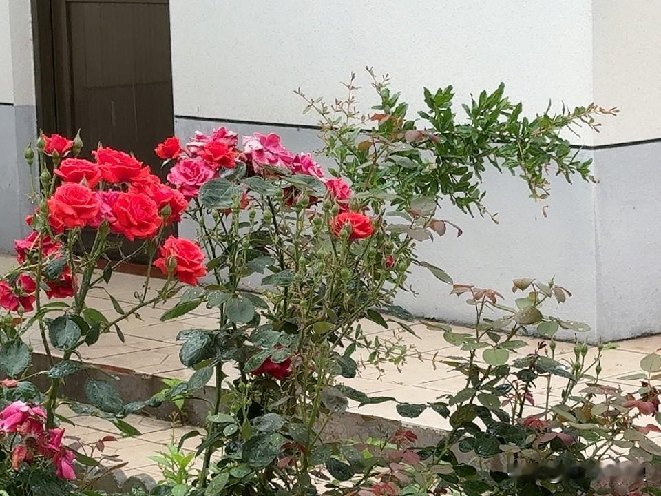 雨下得很大。
在小院儿的凉亭里，坐在摇椅上欣赏、听着雨声，欣赏着花，简直太享受了