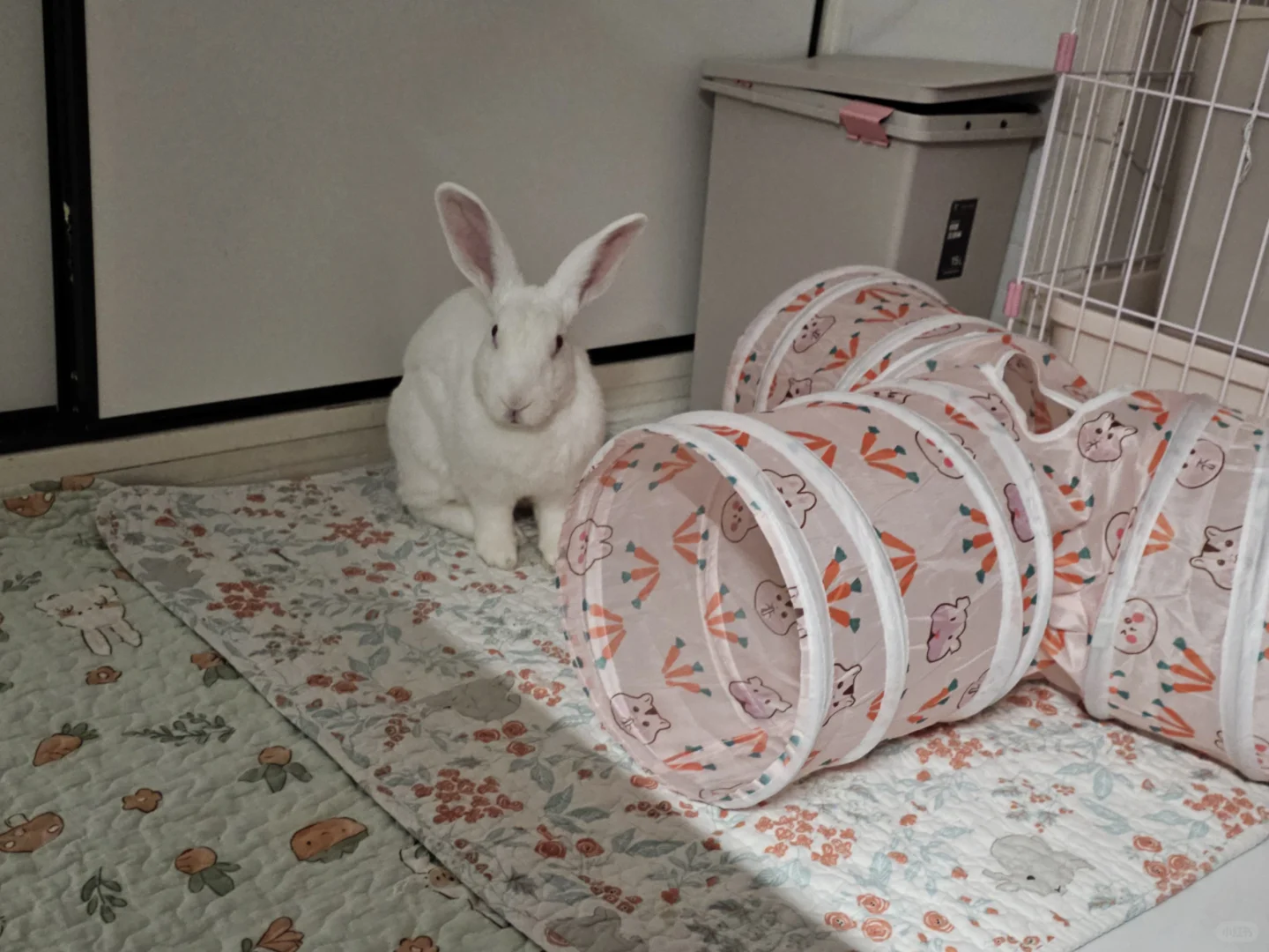 深夜人不睡兔不睡