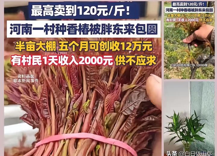 “这就是命！”河南一村干部听战友说1斤香椿在上海能卖七八十元。这位村干部还真就信