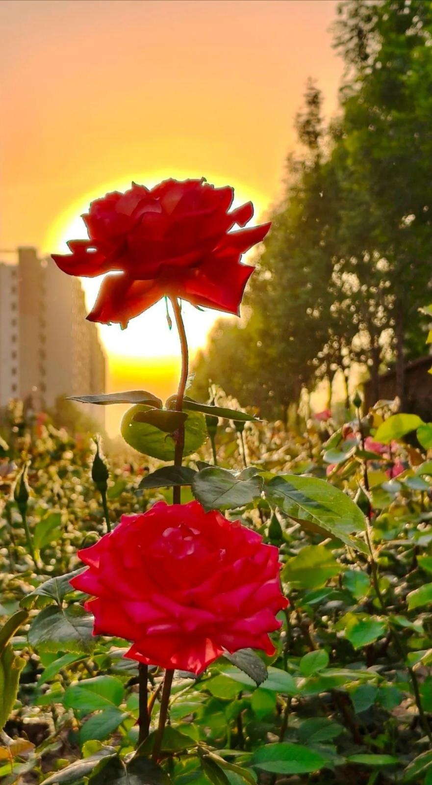 回首走过的路，总是曲曲弯弯。
人生就是一席盛宴，
怎能少得了苦辣酸甜。

想起别