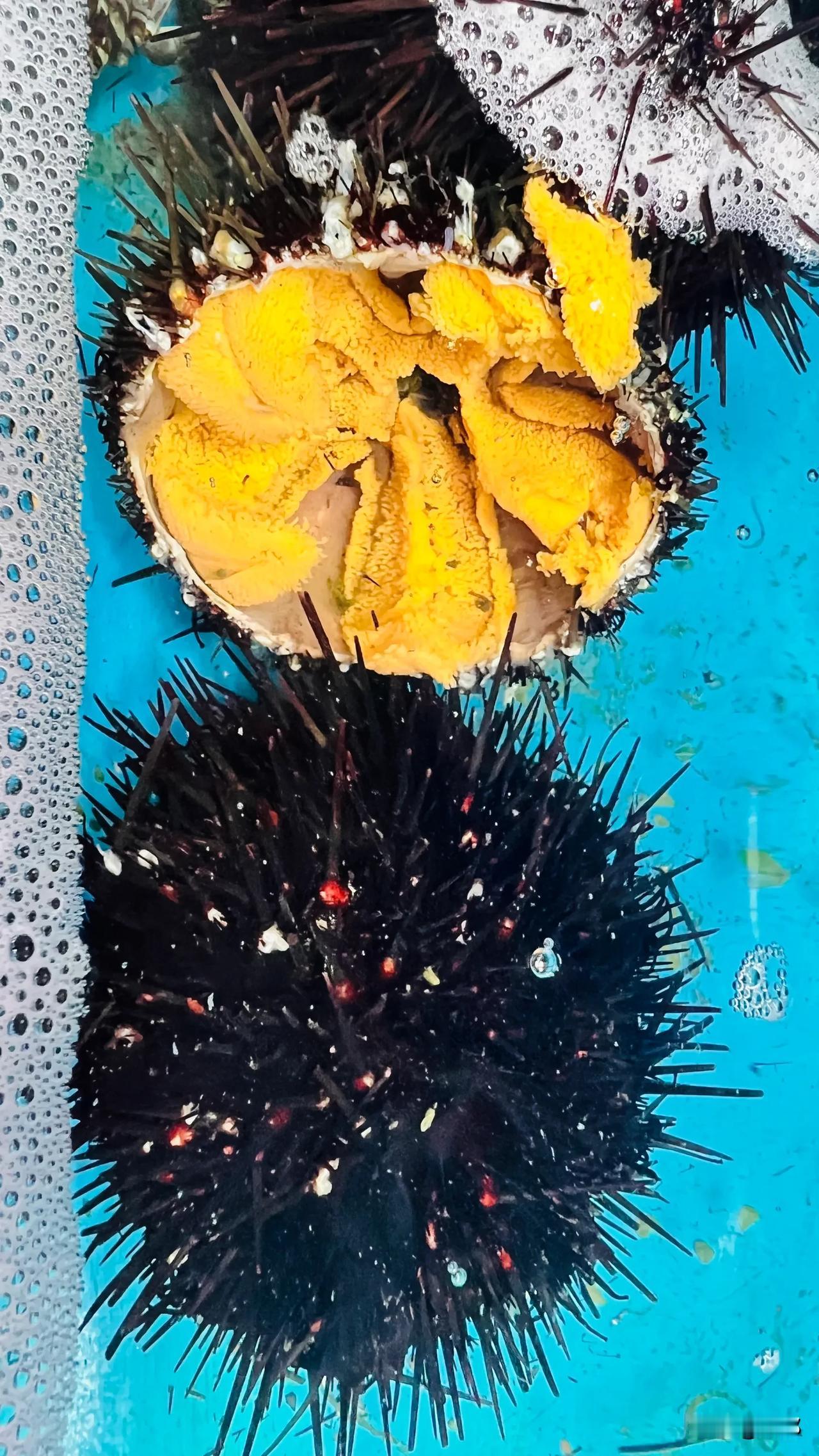大连海胆季到了，海胆最肥美的季节