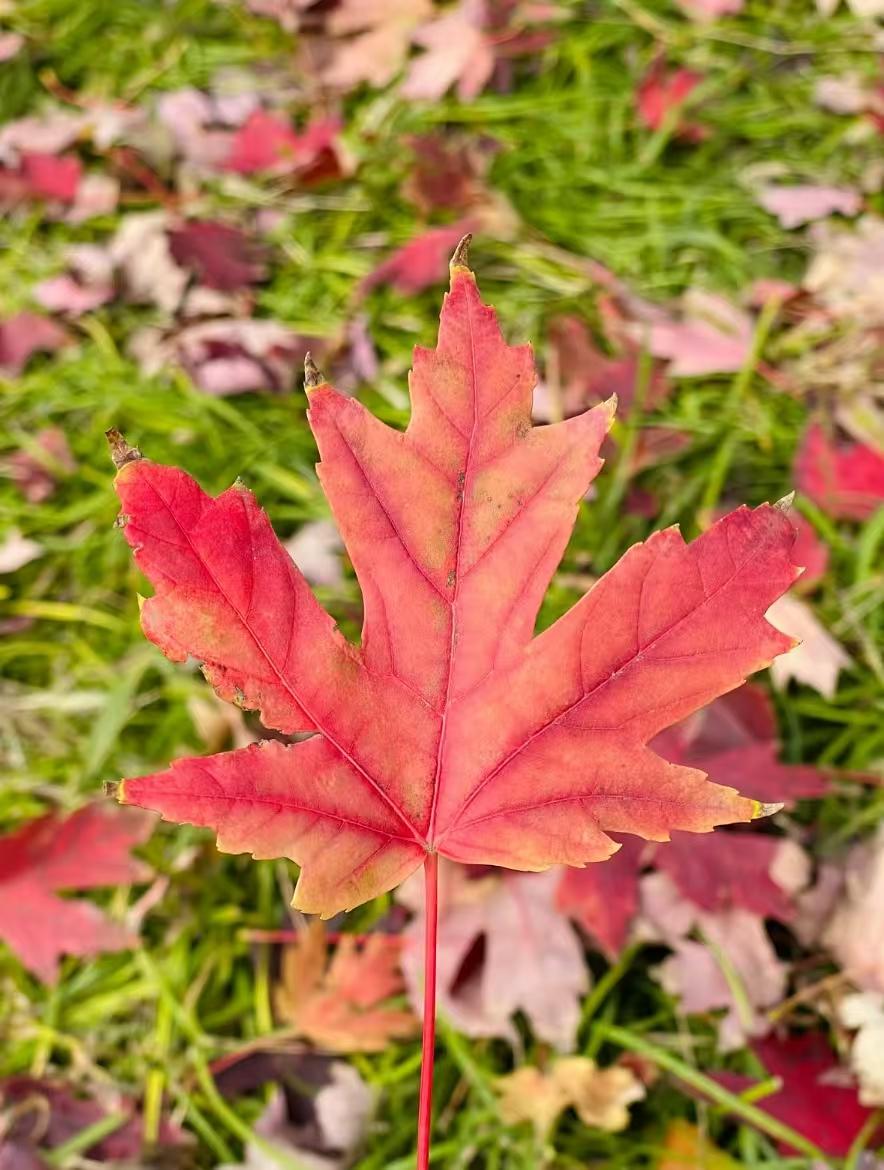 我低头看了看脚边的落叶，抬头望见远处的梧桐叶，心一下子就静了。
 
秋风带着凉意