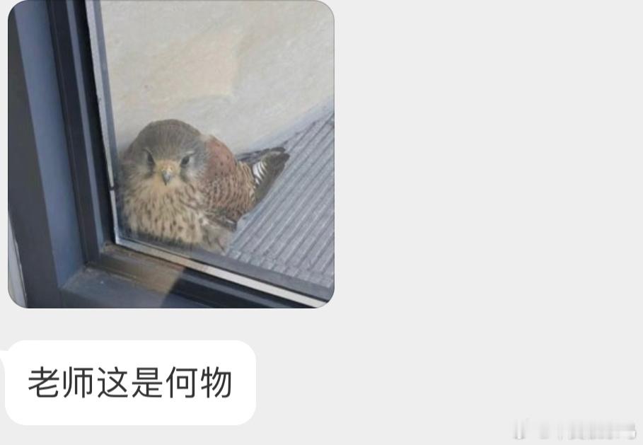 在窗户外面的【红隼】冷得缩在角落🙊 ​​​