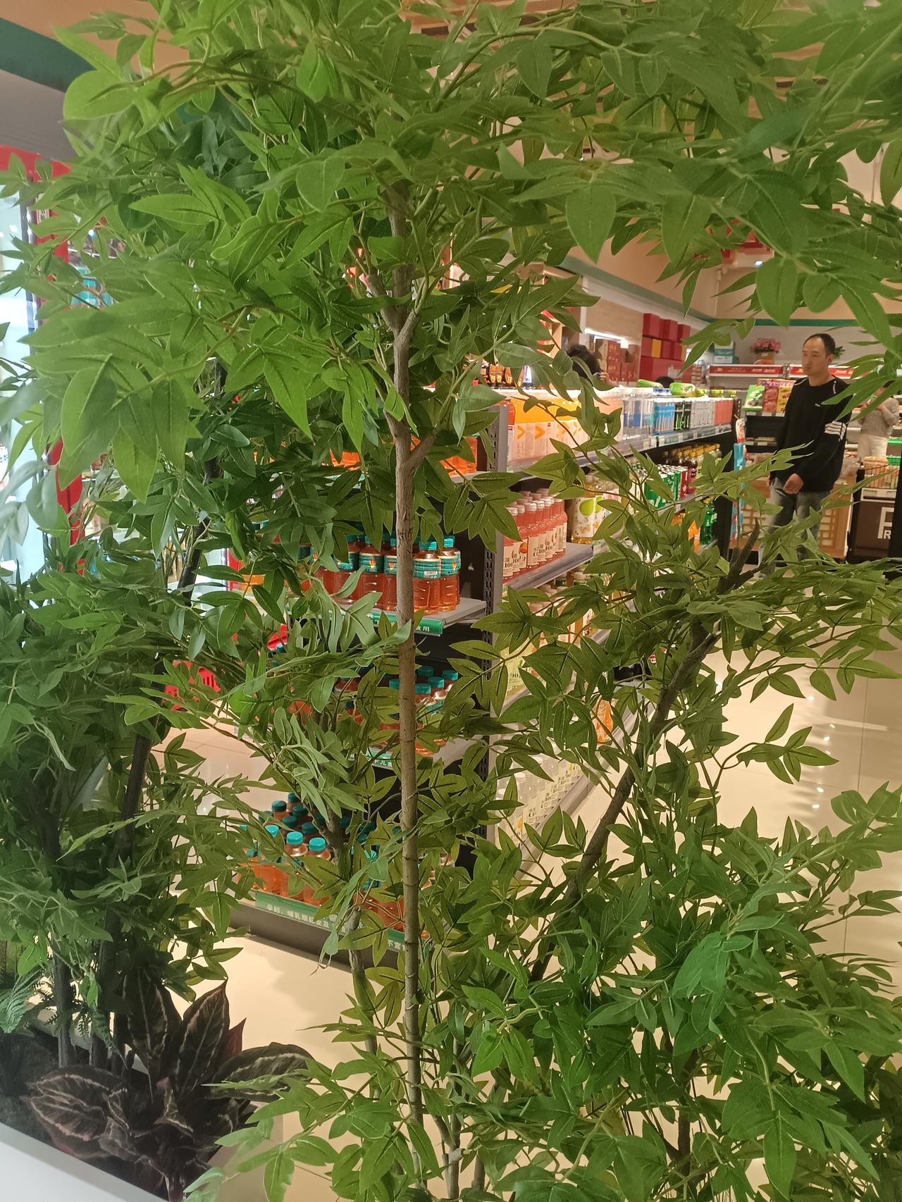超市里绿意盎然的蜡树，为琳琅满目的货架添了一抹清新生机。