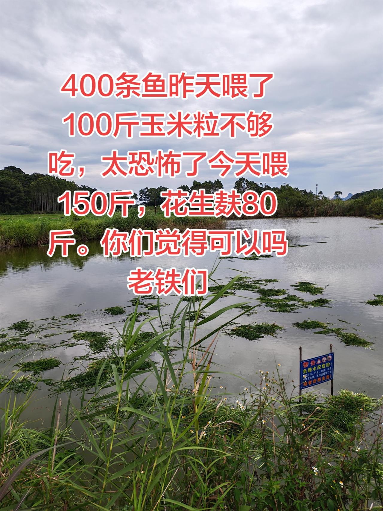 草鱼食量太恐怖了，到底喂多少才够吃养鱼日记 草鱼 三农 农村生活