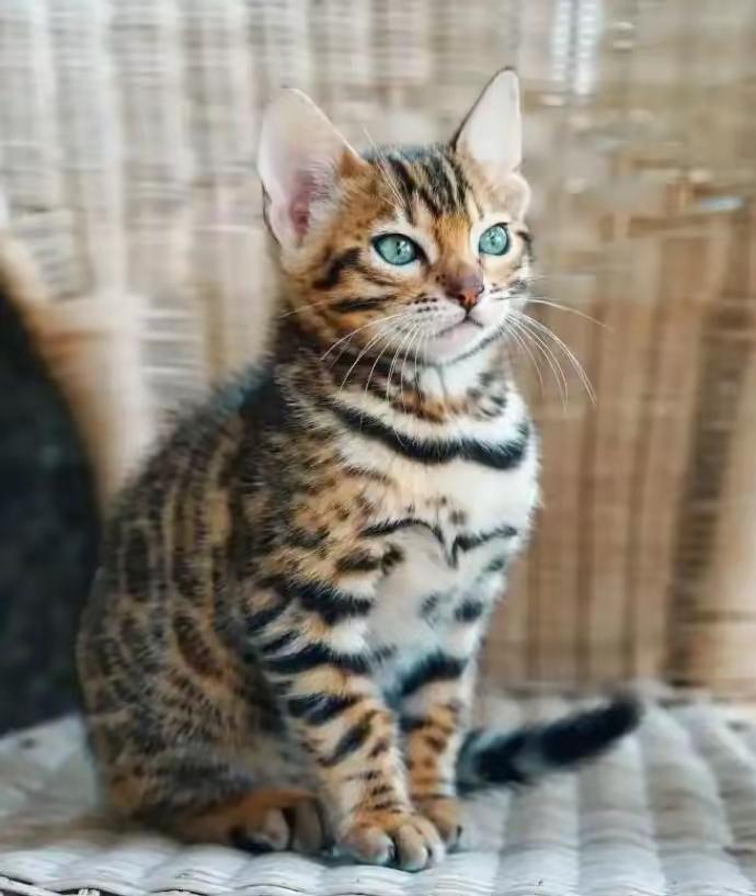 2022年，山东济南的一位女士花5800元买了一只孟加拉猫，喜欢的不得了，结果几