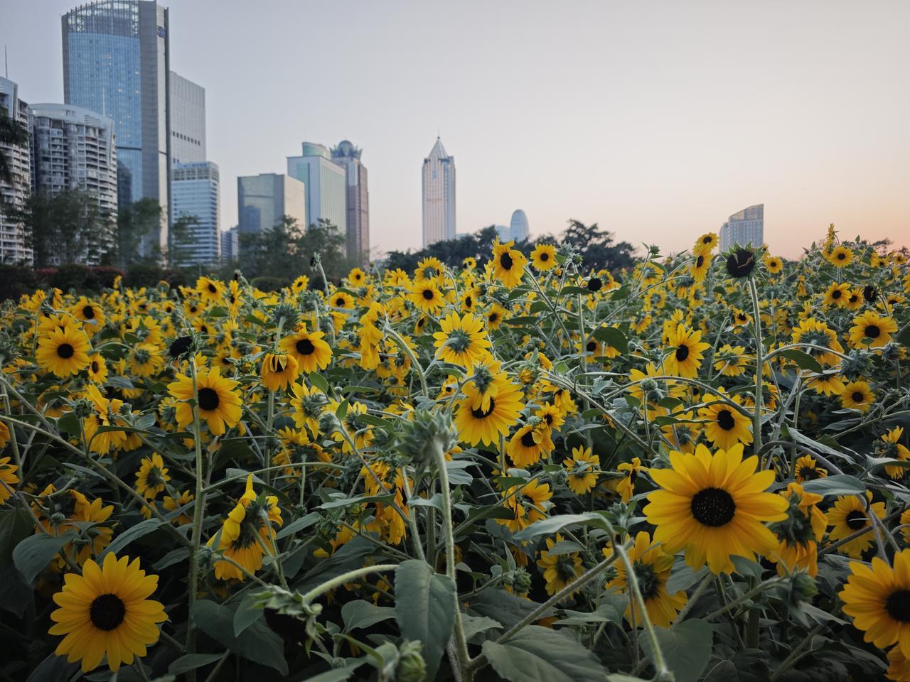向日葵🌻🌻🌻🌻花园，朝气蓬勃向日葵 生活感悟向日葵 深秋向日葵 初开的向