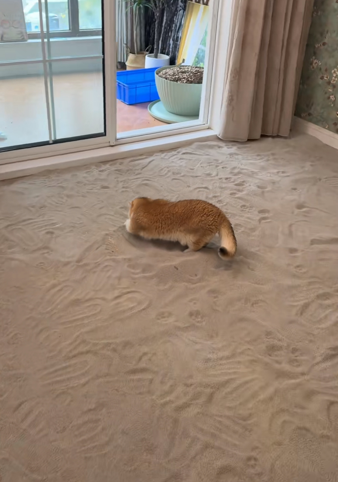 🐱：埋不完根本埋不完 ​​​
