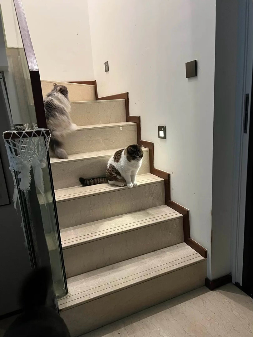 全屋360度无死角猫眼监控萌宠c位计划