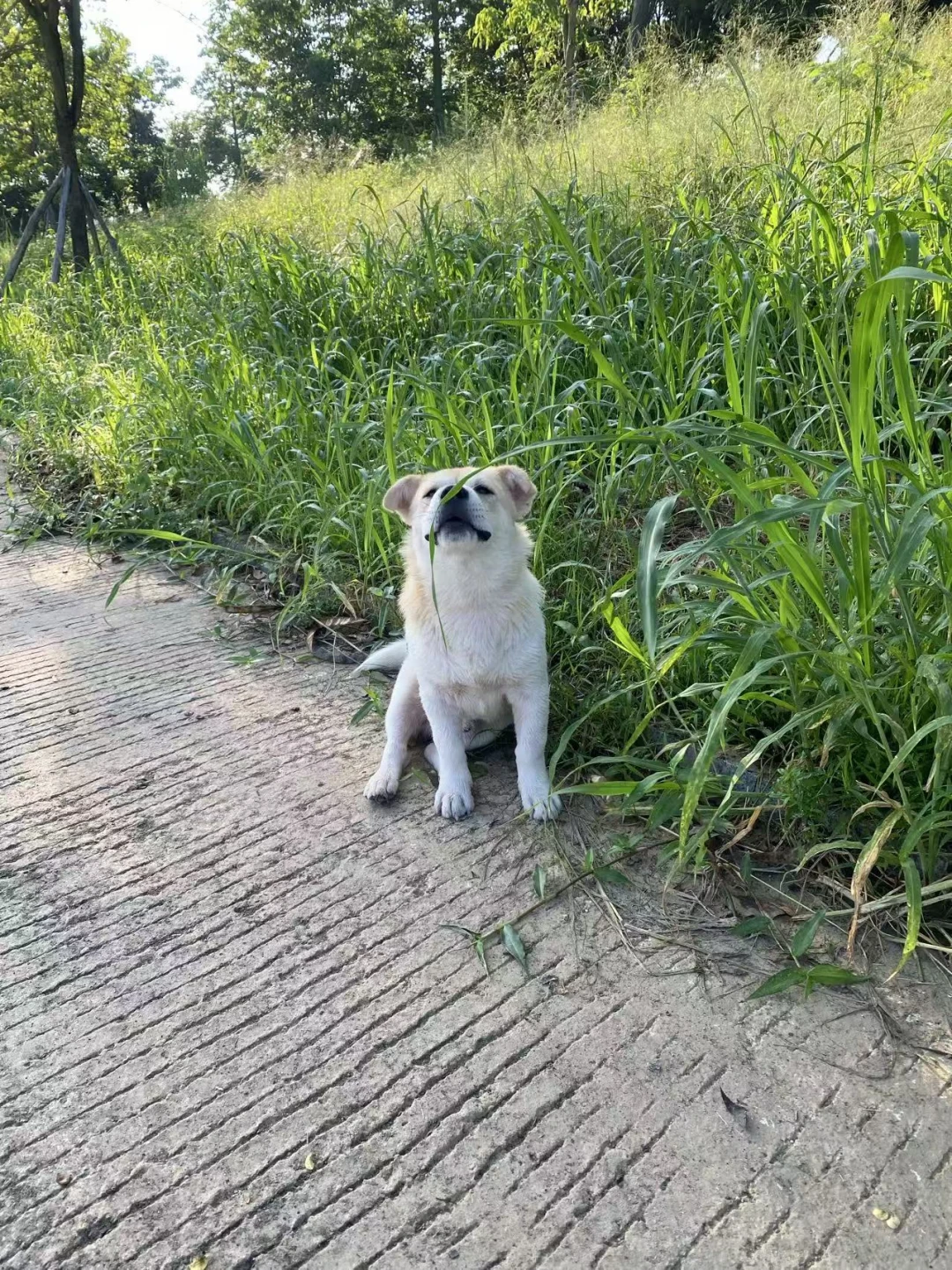 待领养:天使小狗中华田园犬弟弟（小花）
