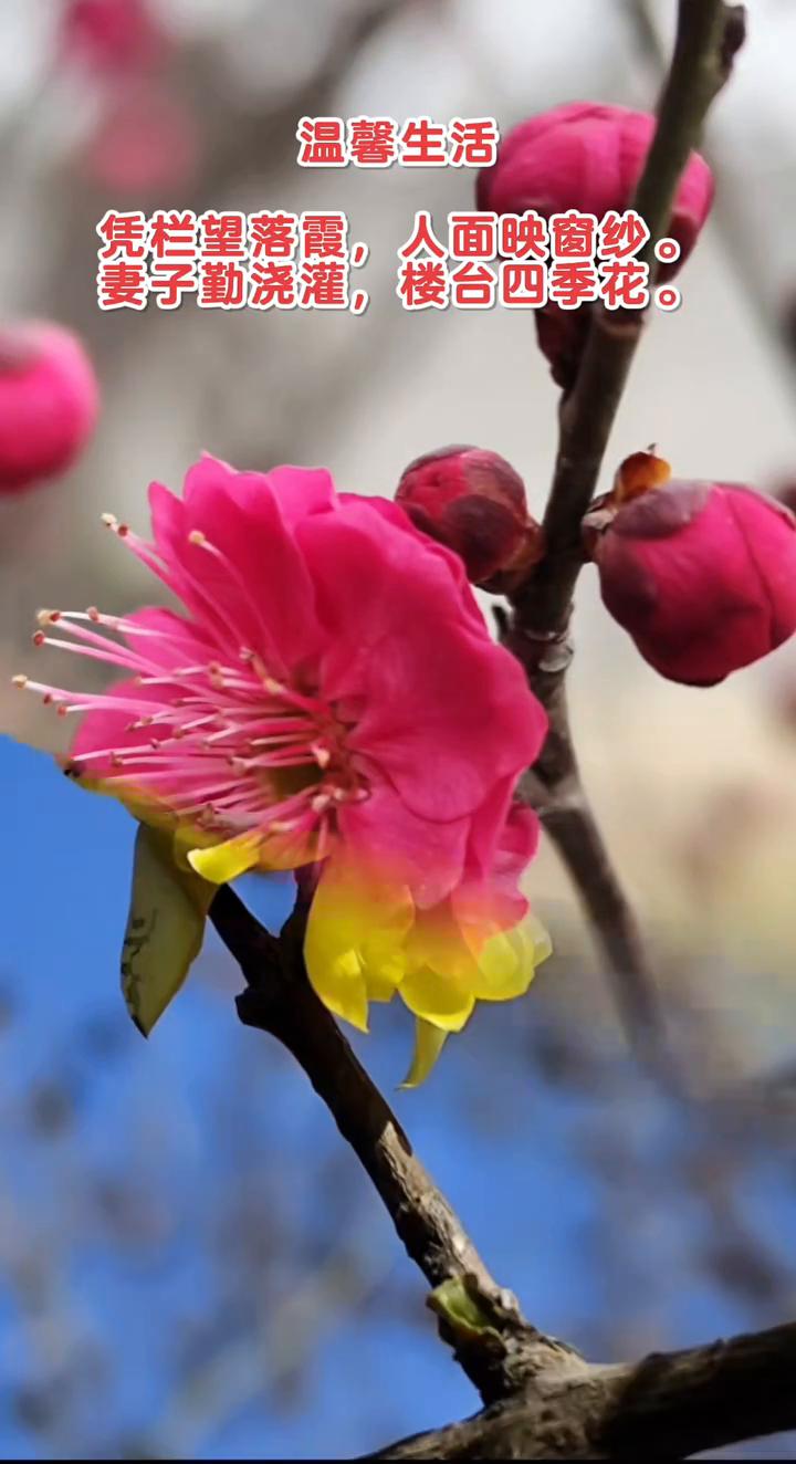 温馨生活。
凭栏望落霞，人面映窗纱。
妻子勤浇灌，楼台四季花。