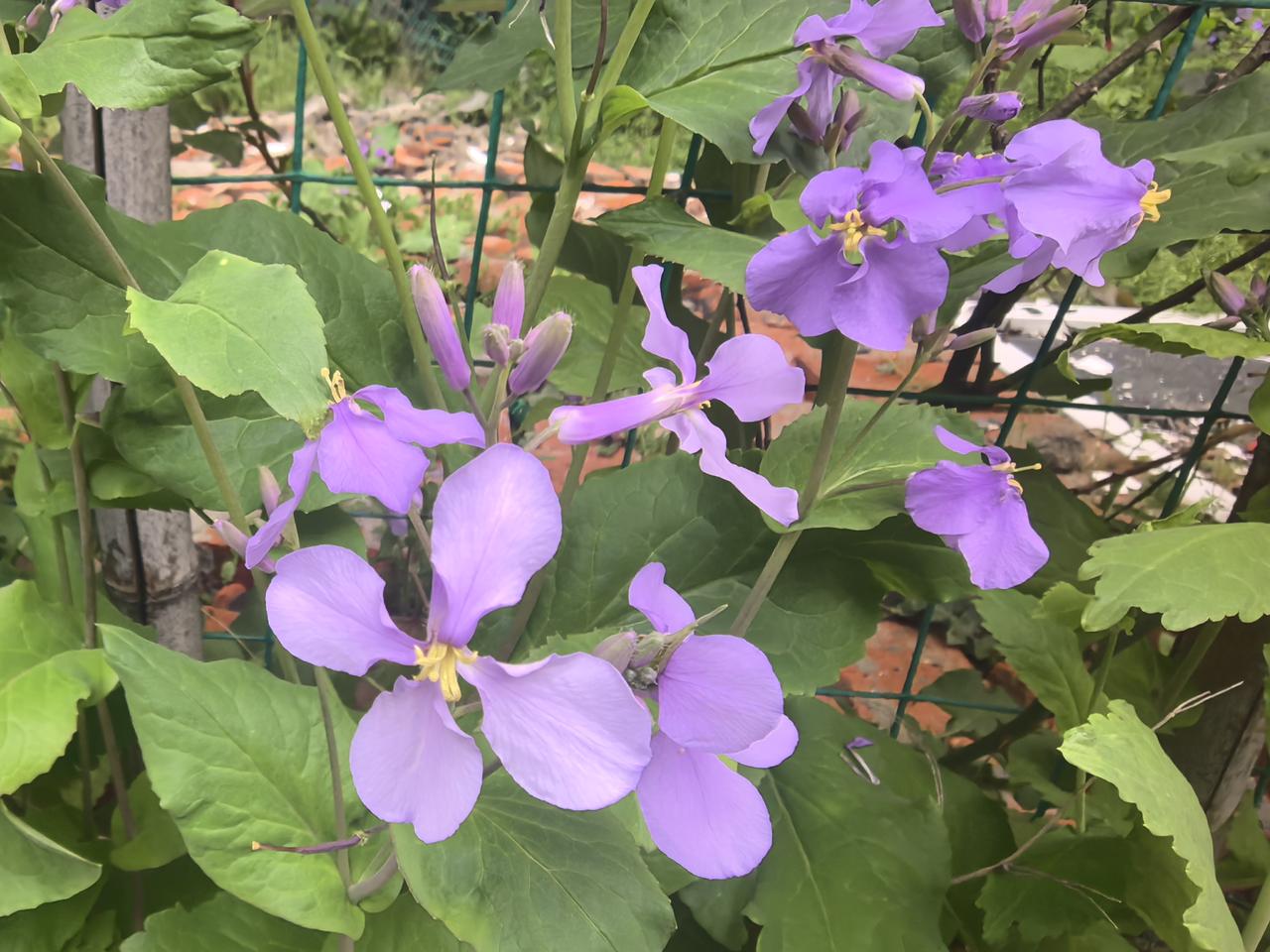 诸葛菜花的低语
檐下的诸葛菜开了，淡紫的花瓣像被春风揉碎的云絮，四片舒展的瓣儿托