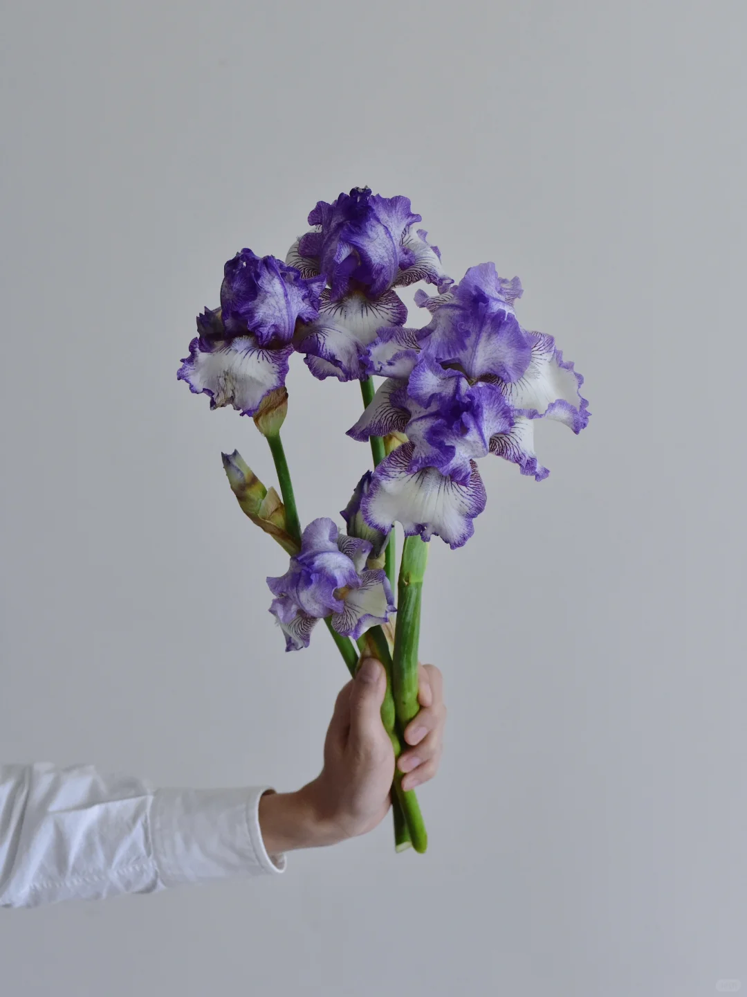 三木谷鸢尾庄园·亲亲圈